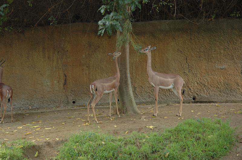 2006 weizmann zoo017