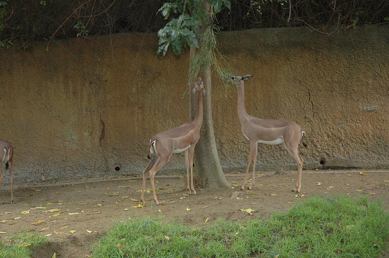 2006 weizmann zoo018