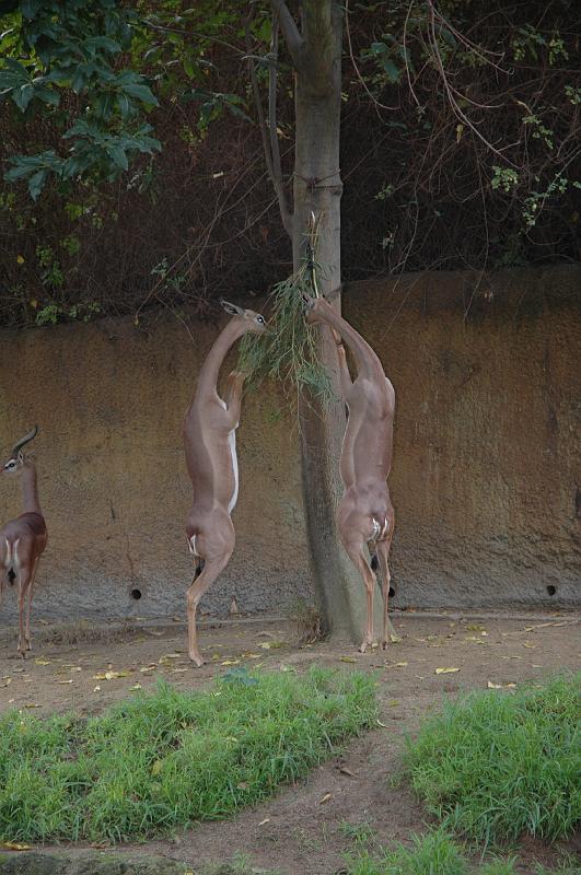 2006 weizmann zoo019