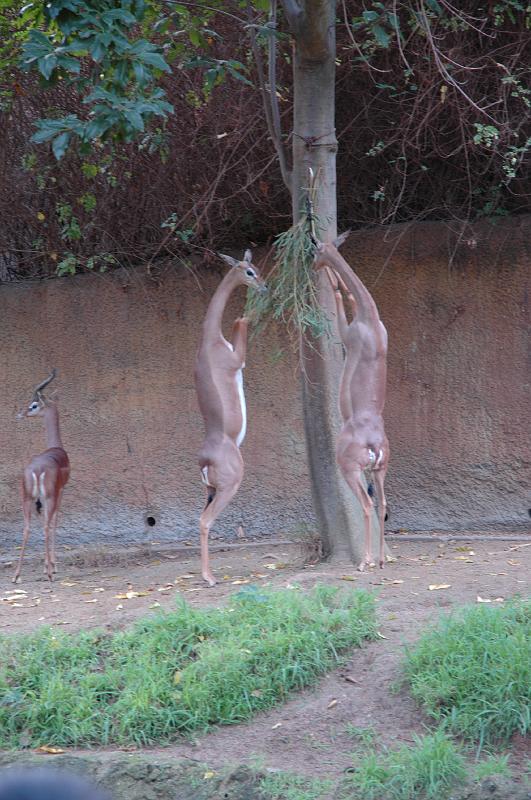 2006 weizmann zoo021