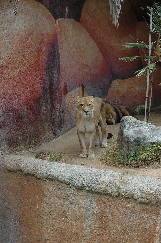 2006 weizmann zoo023