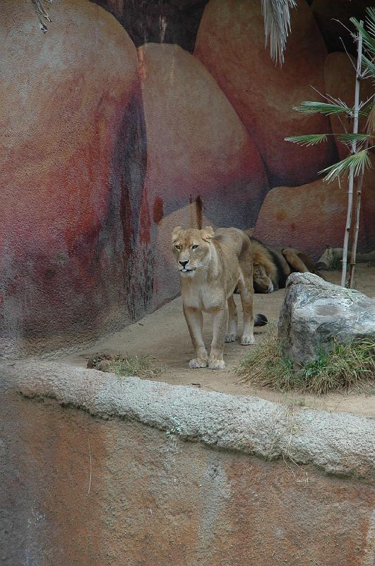 2006 weizmann zoo024