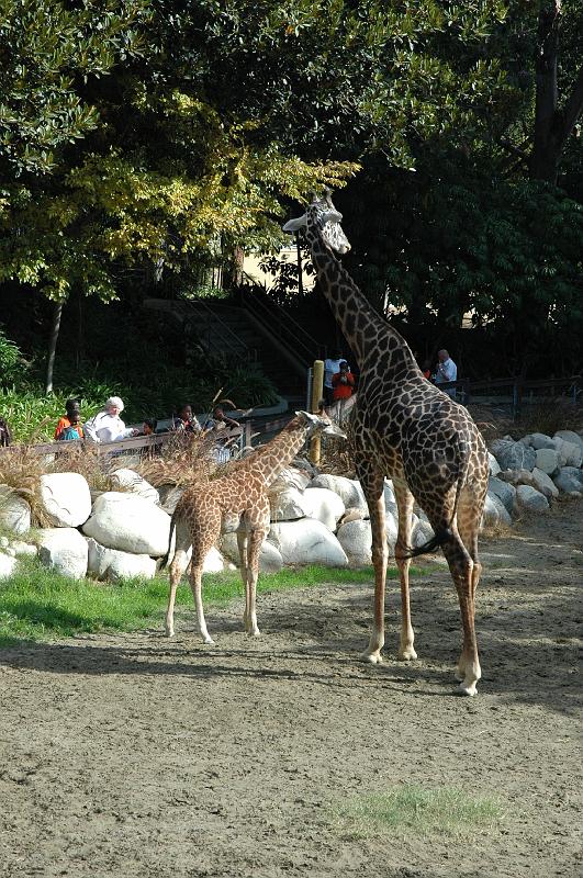 2006 weizmann zoo025