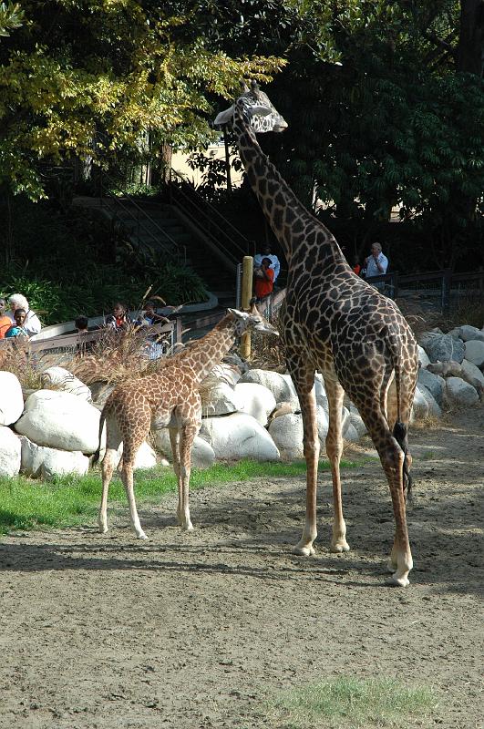 2006 weizmann zoo026