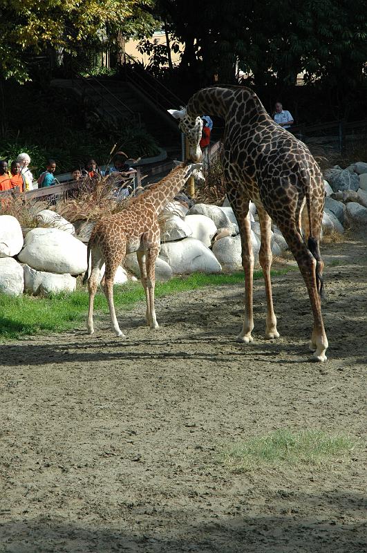 2006 weizmann zoo027