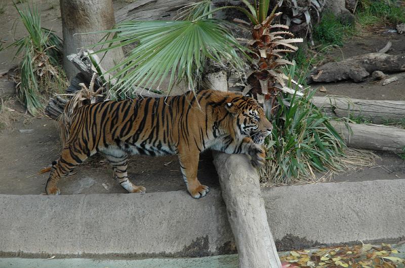 2006 weizmann zoo029