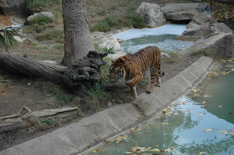 2006 weizmann zoo031