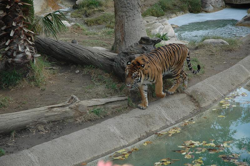 2006 weizmann zoo032