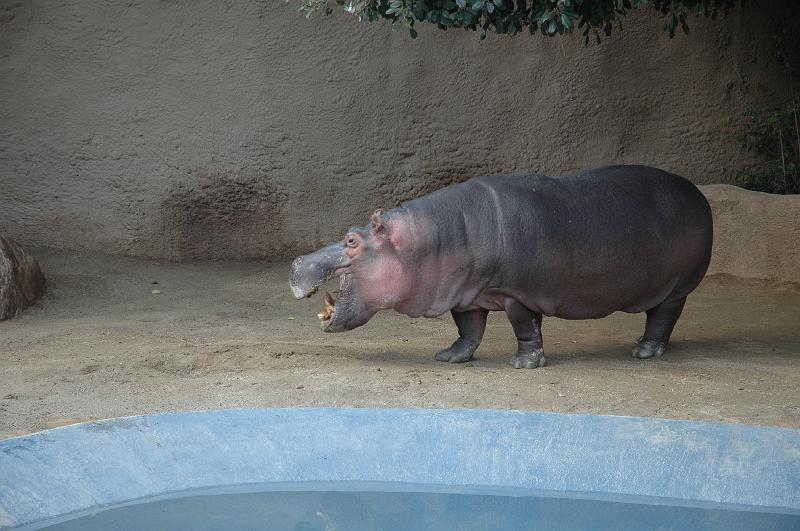 2006 weizmann zoo035