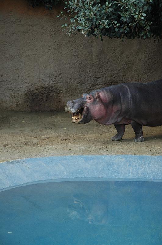 2006 weizmann zoo036