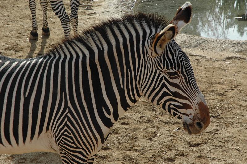 2006 weizmann zoo041