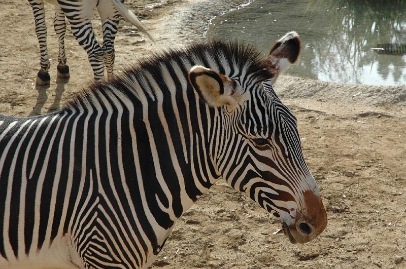 2006 weizmann zoo042