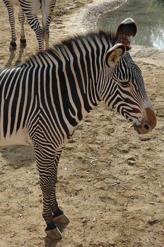 2006 weizmann zoo044