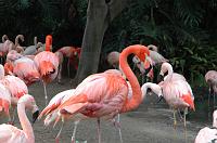 2006 weizmann zoo013