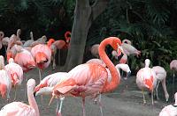 2006 weizmann zoo014