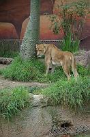 2006 weizmann zoo022