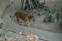 2006 weizmann zoo028