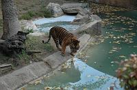 2006 weizmann zoo030